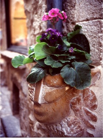 220_Cosa ti gira per la testa Fiori e Natura_Tema Tempi Moderni